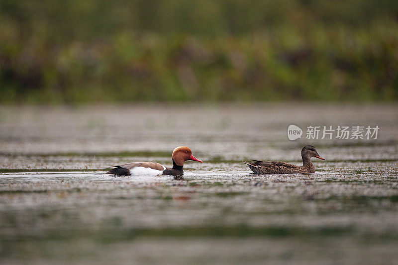 成年雄红头潜鸭(Netta rufina)和成年雌鸭(Mareca strepera)